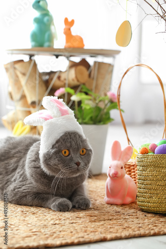 Cute Scottish Fold cat in b...
