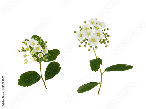 Set of twigs of spiraea cha...