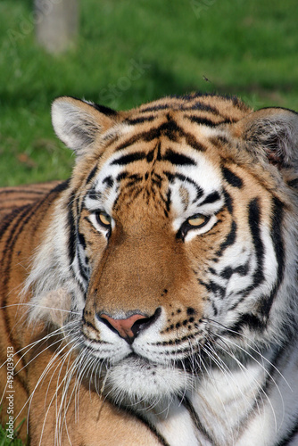 Close up portrait of a tiger  © Judith