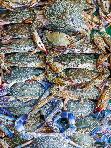 Obraz na plátně Fresh blue crabs at the seafood market of Saint Martins Island, Bangladesh