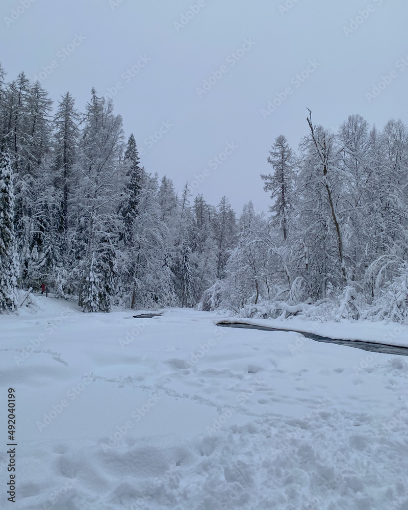 Fototapeta premium Winter forest with river and trees. Cold frozen nature. Winter season forest park landscape