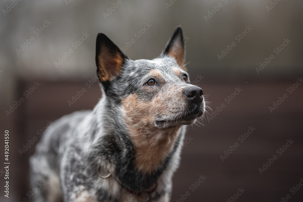 Funny Australian cattle dog on the background of the urban landscape Funny Australian cattle dog on the background of the urban landscape