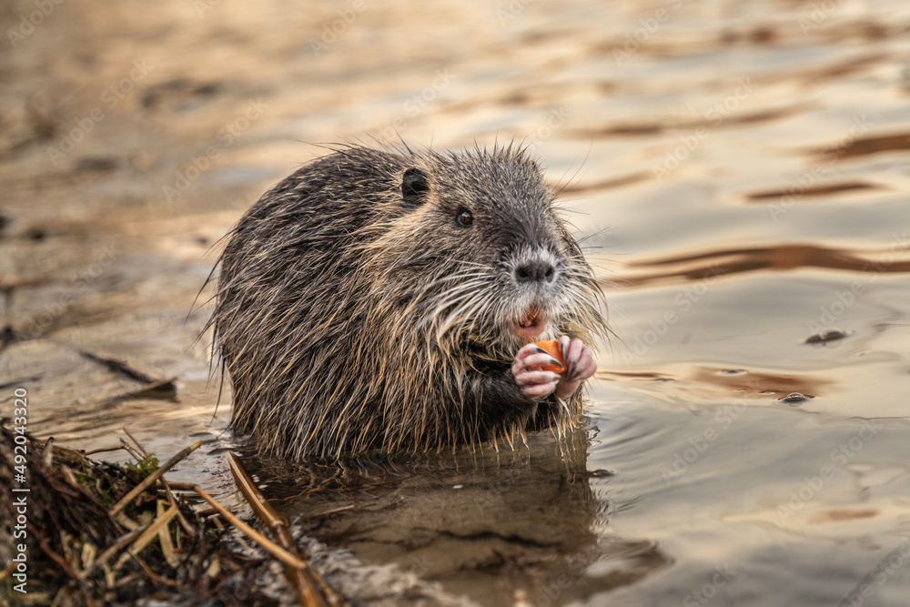 Nutria, auch Biberratte, Wasserratte oder Sumpfbiber genannt, leben in der Nähe von Wasser in selbst gegrabenen Erdhöhlen. Der aus Südamerika stammende, in Gruppen lebende Säuger ist eine invasive Art Nutria, auch Biberratte, Wasserratte oder Sumpfbiber genannt, leben in der Nähe von Wasser in selbst gegrabenen Erdhöhlen. Der aus Südamerika stammende, in Gruppen lebende Säuger ist eine invasive Art