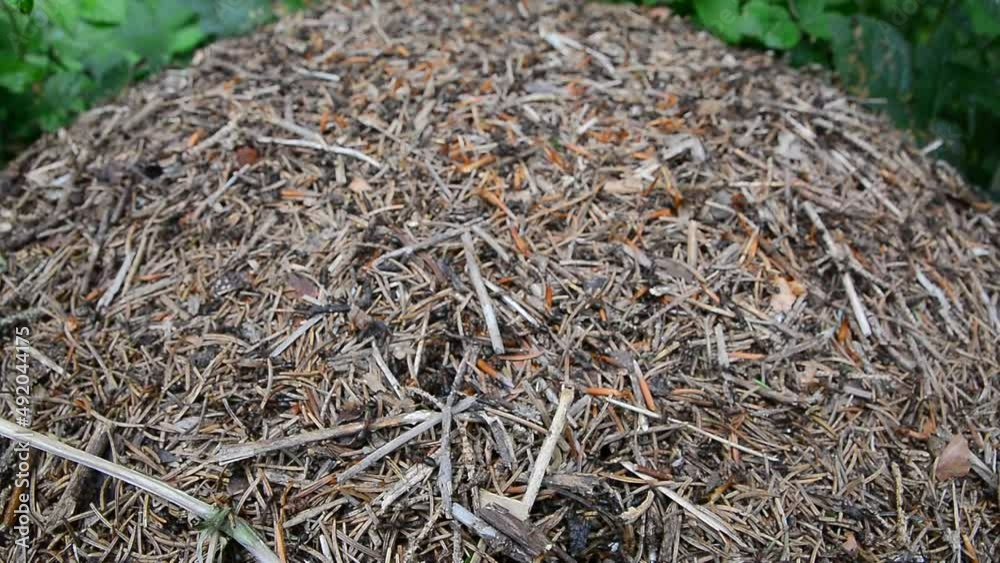 Anthills, ants, forest ants, forest Anthills, ants, forest ants, forest