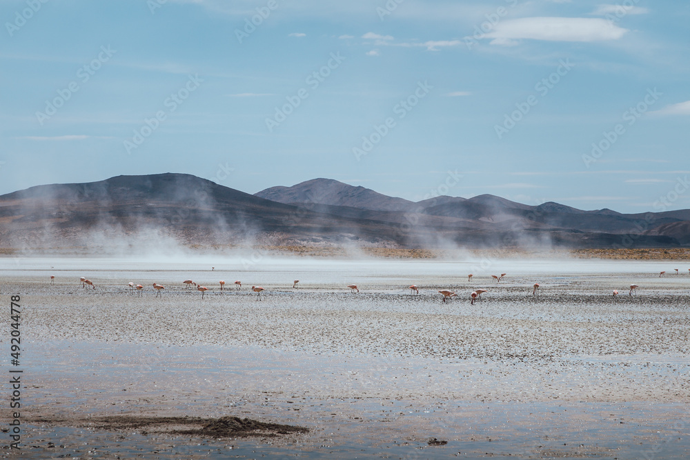 Flamingos in a lagoon in the Bolivian highlands with mountains in the background Flamingos in a lagoon in the Bolivian highlands with mountains in the background