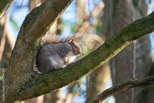 Squirrel on the tree branch