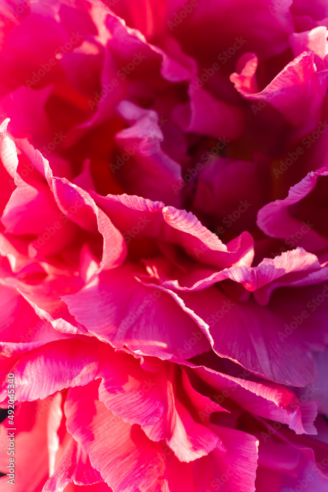 Bright pink petals background close up