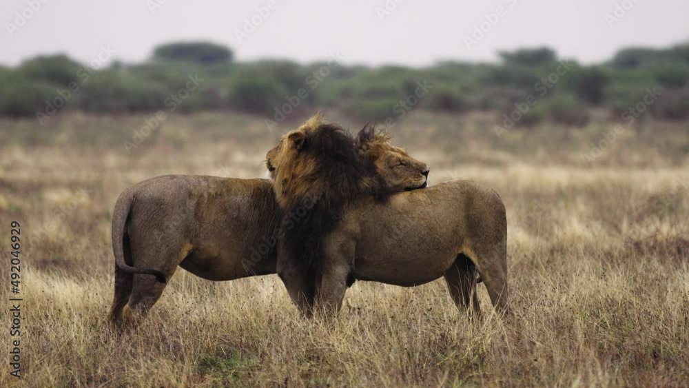 Two Lions At Central Kalahari Game Reserve Licking And Cleaning Each Other Skin - wide shot