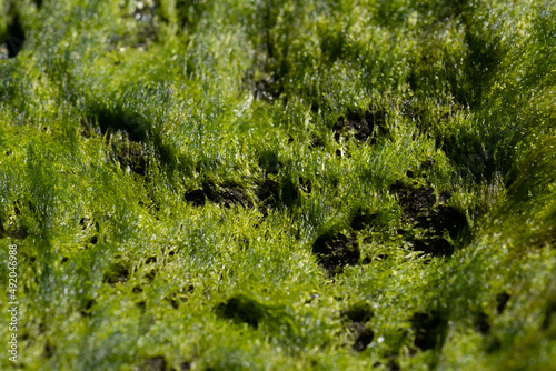 Stones covered with a seaweeds on the coast. Green background, view from above