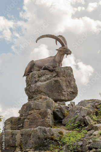 Alpensteinbock