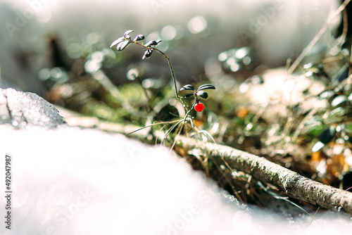 Cowberry under the snow. Spring gifts of nature. Cowberry berry. photo