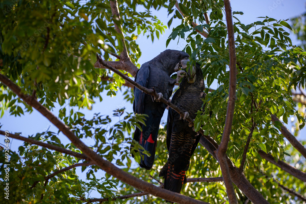 Fototapeta premium Red Tailed Black Cockatoo