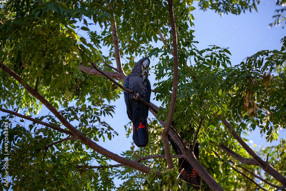 Fototapeta premium Red-Tailed Black Cockatoo