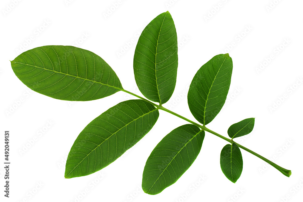 Walnut tree leaf closeup