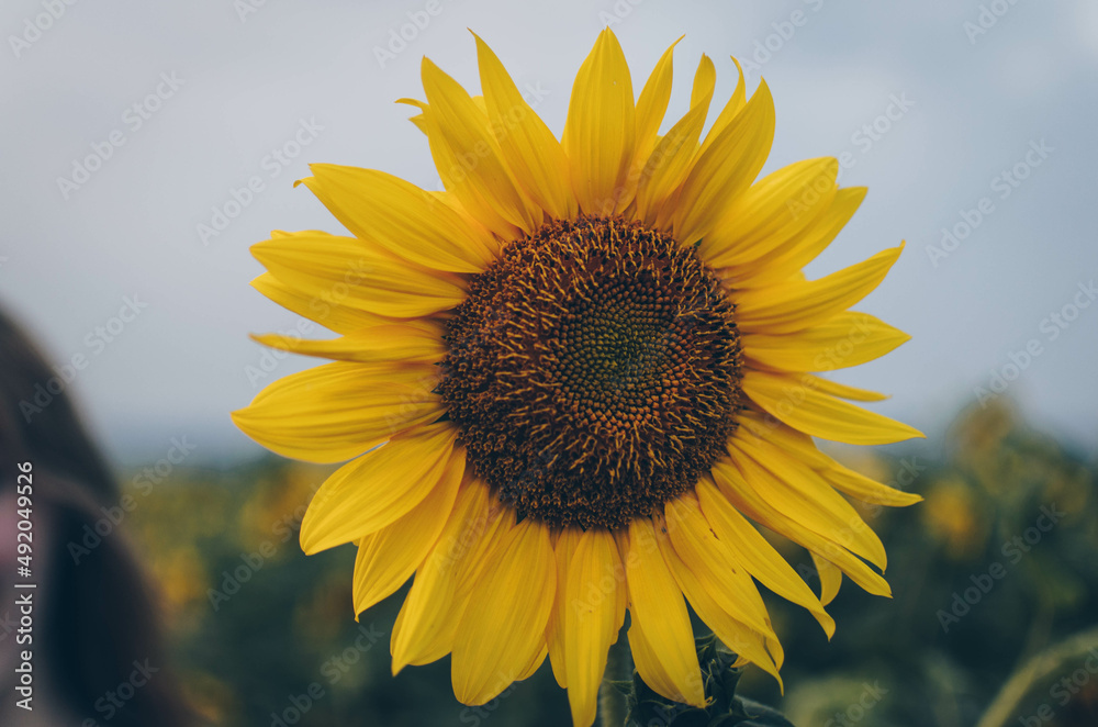Fototapeta premium Sonnenblume im Feld