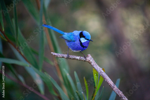 Splendid Blue Wren Fairy Wrens photo