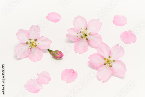 Cherry Blossoms Spring image