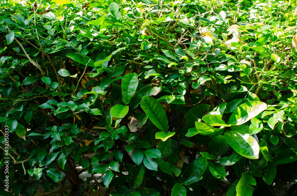 Green leaves and natural background concept, Beautiful green leaves wall background in natural garden. Green leaves and natural background concept, Beautiful green leaves wall background in natural garden.