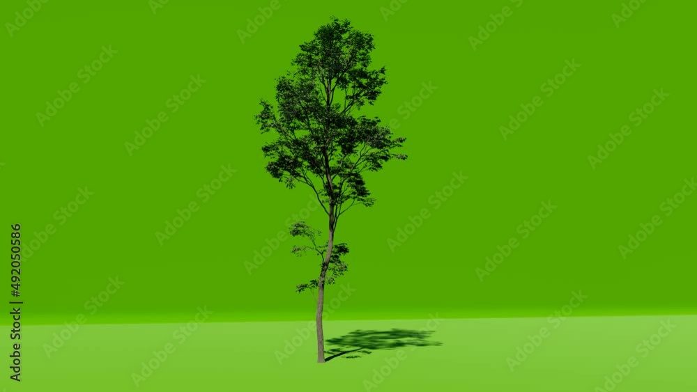Big tree on green screen background. Chromakey. Alfa, studio. Tree isolated with luma mask. Vfx element. 4K Video.	