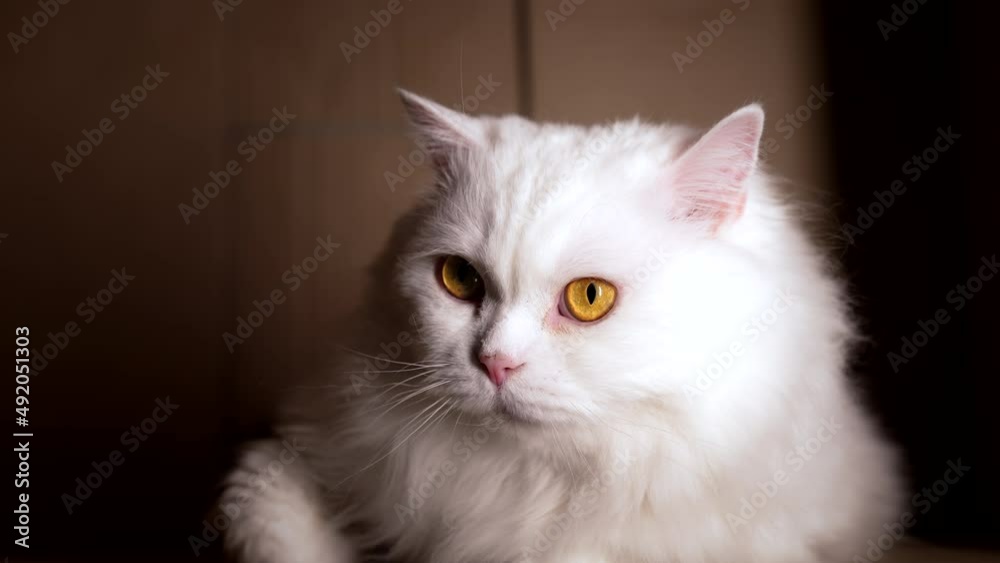 Adult fluffy white thoroughbred cat sits in cardboard box. Scottish highland straight longhair breed hiding in box. Well-groomed pets, beautiful animals concept. Adult fluffy white thoroughbred cat sits in cardboard box. Scottish highland straight longhair breed hiding in box. Well-groomed pets, beautiful animals concept.