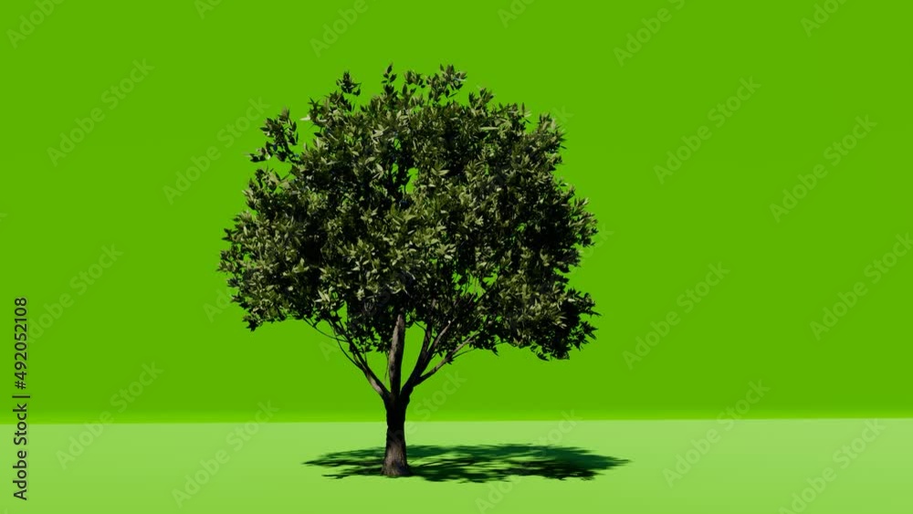 Big tree on green screen background. Chromakey. Alfa, studio. Tree isolated with luma mask. Vfx element. 4K Video.