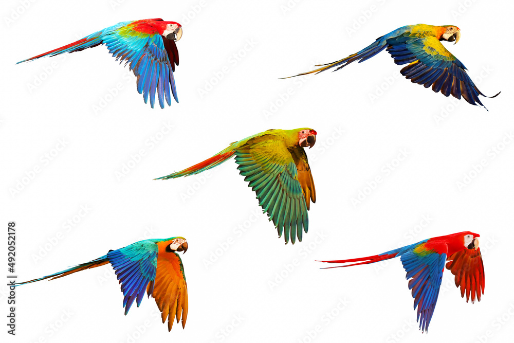 Obraz premium Set of Macaw parrot isolated on white.