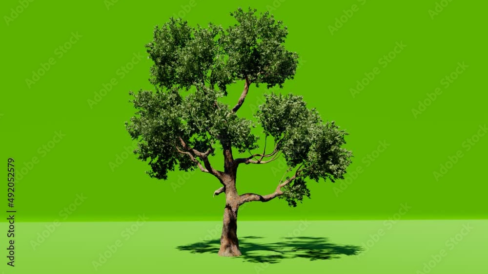 Big tree on green screen background. Chromakey. Alfa, studio. Tree isolated with luma mask. Vfx element. 4K Video.