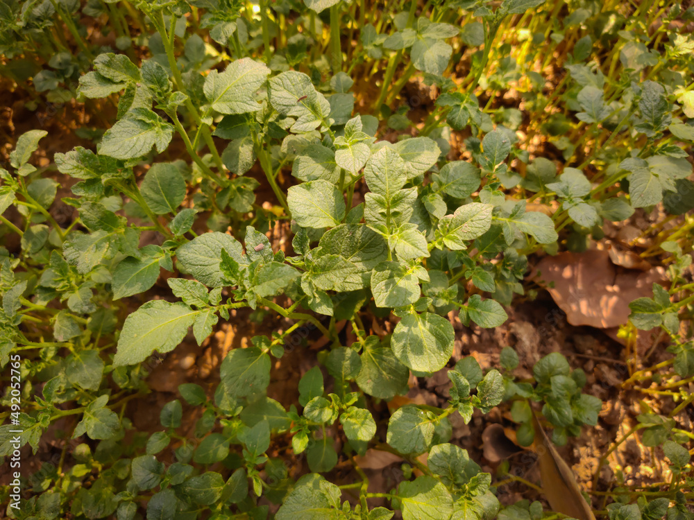 Fresh and green vegetable,healthy and testy potato plants in the garden selective focus images. Fresh and green vegetable,healthy and testy potato plants in the garden selective focus images.