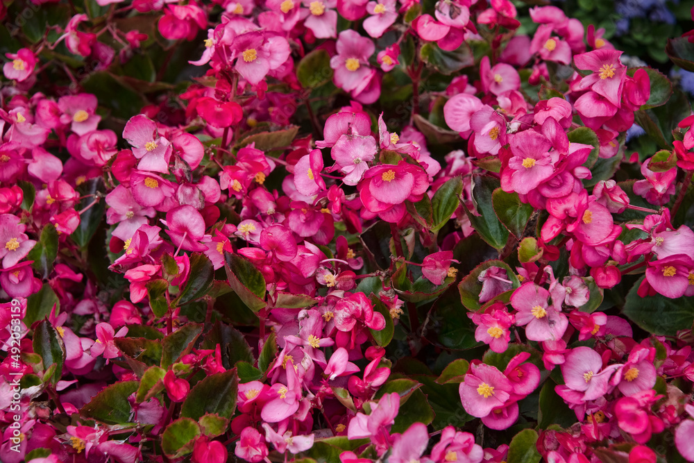 Garden of Pink Wax Begonias Garden of Pink Wax Begonias