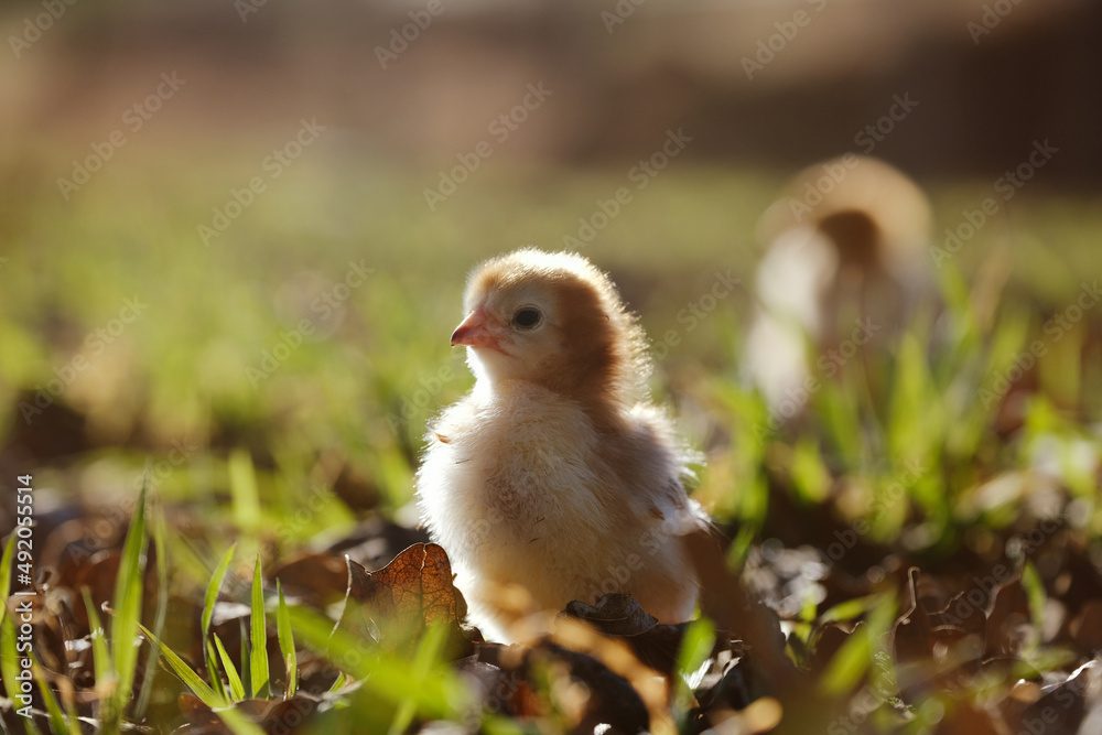 Chick during sunset in grass close up for baby chicken homestead concept.