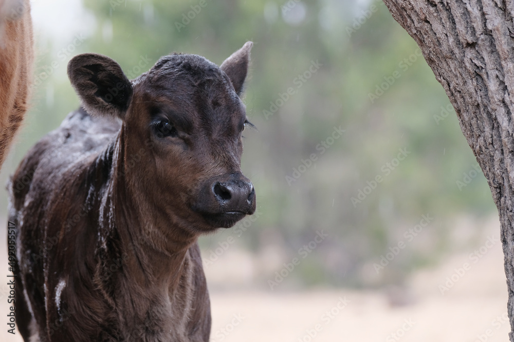 Fototapeta premium Calf under tree during rainy weather, young cow outdoors on farm with blurred background.