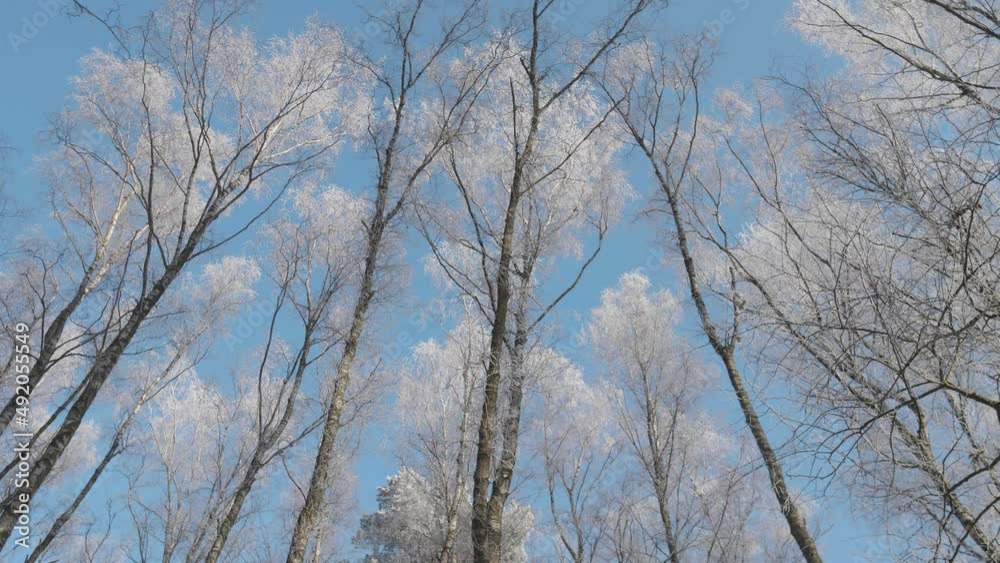Beautiful crowns of trees covered with snow against the sky Beautiful crowns of trees covered with snow against the sky