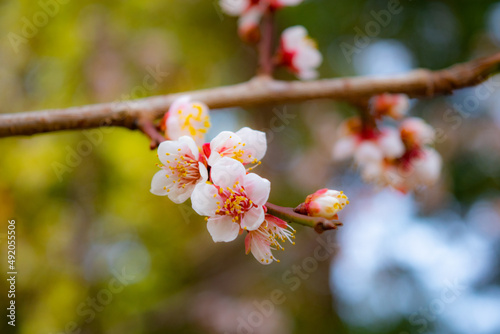 日本の春の梅