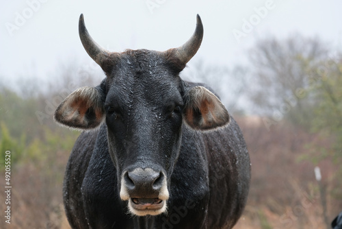Black cow with horns close up in rain weather on farm.