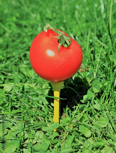 A red tomato lies ready to tee off on a golf tee