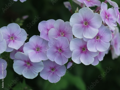 purple-pink phlox close-up blooming in the garden