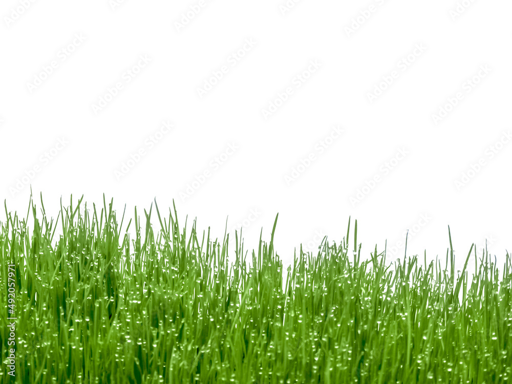 Fototapeta premium gouttes d’eau sur herbe