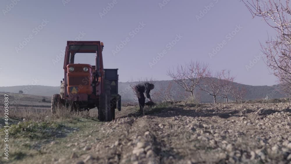 Old man collecting rocks in tractor cart in countryside Old man collecting rocks in tractor cart in countryside