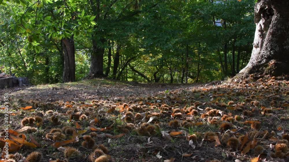 Autumn season in a forest of ancient chestnut trees, harvest time. Chestnuts at ground with hedgehogs. Typical fresh autumn fruits. Autumn season in a forest of ancient chestnut trees, harvest time. Chestnuts at ground with hedgehogs. Typical fresh autumn fruits.