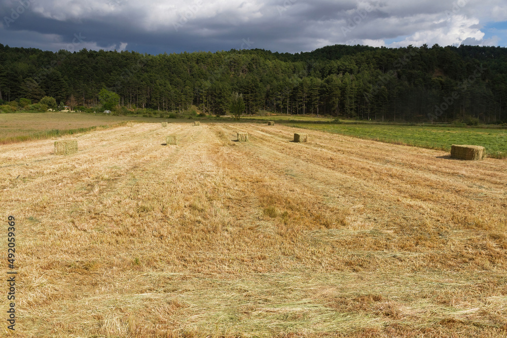 Meadow with mowed grass and stored in bales or rectangular  on the side of a pine forest 