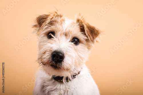 Fotografija Parson Russell Terrier im Fotostudio