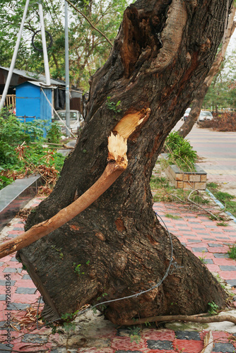 Super cyclone Amphan uprooted tree which fell and blocked pavement. The devastation has made many trees fall on ground. Shot at Howrah, West Bengal, India. photo