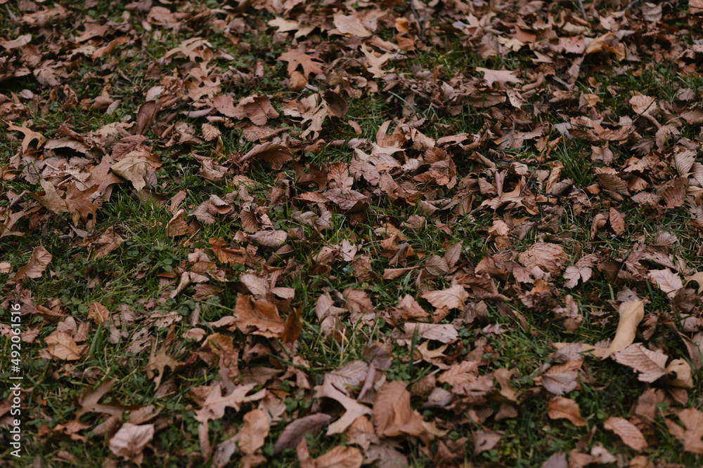 Fallen leaves on grassy ground Fallen leaves on grassy ground