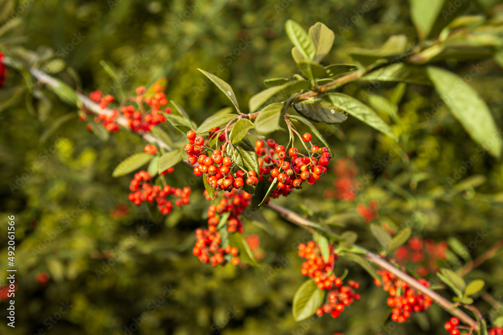 Orange Silver Buffaloberry in closeup. Red berry slightly dried on the bush in the garden. Psychedelic. Silver buffaloberry, Shepherdia argentea. Cowberry berries surrounded by bushes Orange Silver Buffaloberry in closeup. Red berry slightly dried on the bush in the garden. Psychedelic. Silver buffaloberry, Shepherdia argentea. Cowberry berries surrounded by bushes