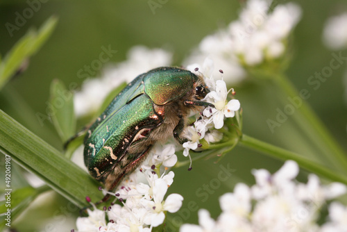 Cetonia aurata, called the rose chafer or the green rose chafer © Gonzalo