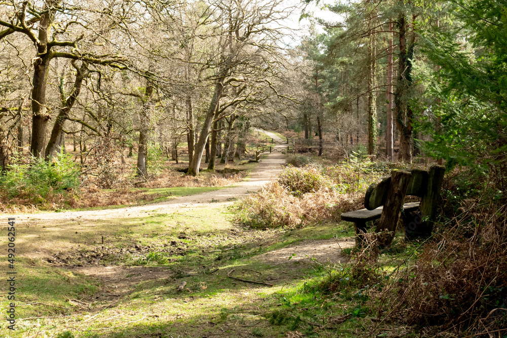 Rustic Bench in New Forest, Hampshire, UK