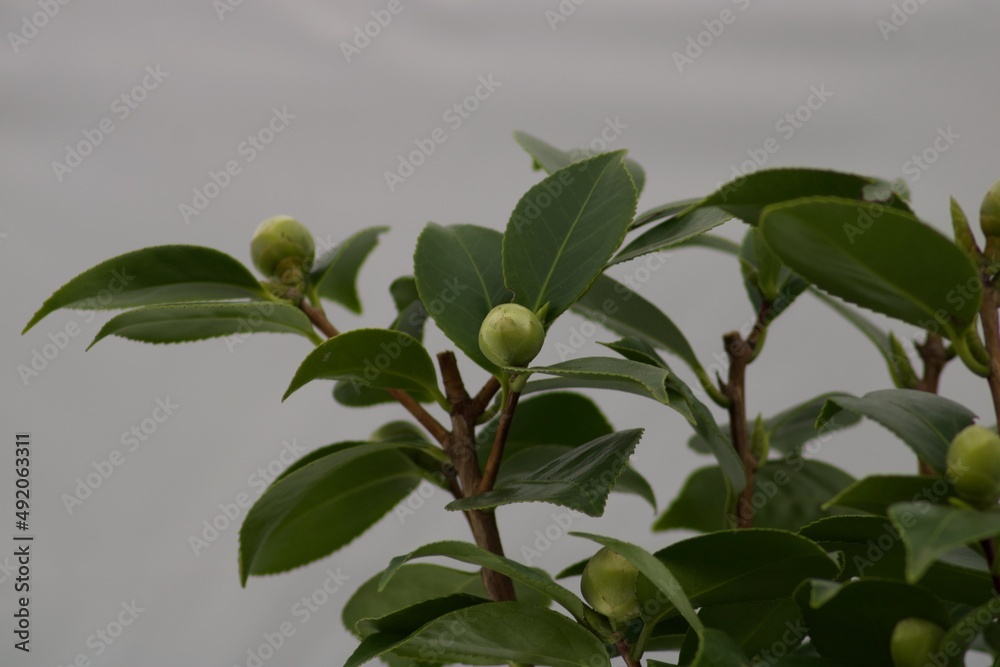 Camelia Bonomiana Camelia Bonomiana