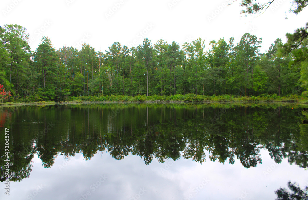 Obraz premium lake in the forest