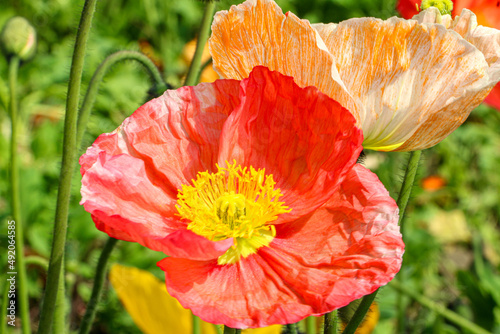 A bright red Iceland Poppy Flower (Papaver Nudicaule) and an orange and white patterned one photo