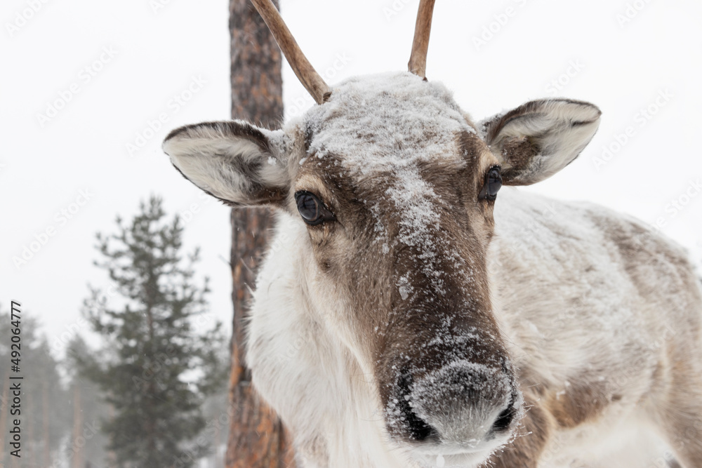 Northern domestic deer with big antlers in winter. Northern domestic deer with big antlers in winter.